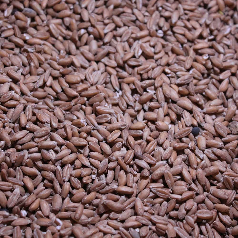 Bio-Triticale