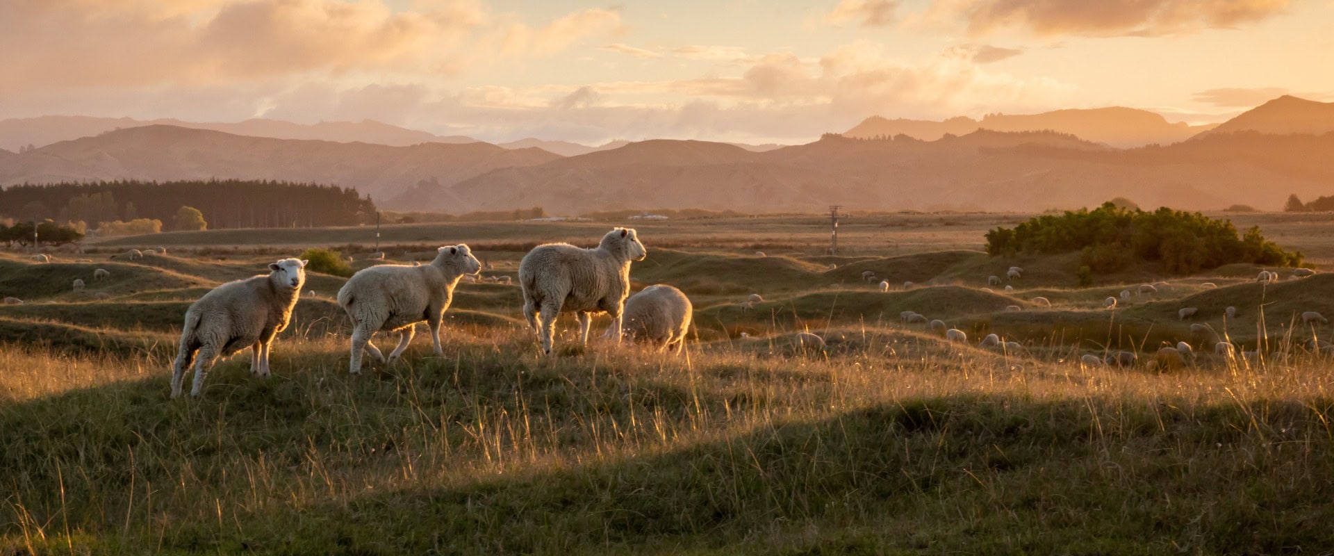 Schafherde auf einem Feld am Straßenrand bei Sonnenuntergang